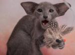 Torres - Oriental Kitten For Sale - Pembroke Pines&comma; FL&comma; US