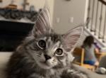 Tabby Polydactyl Male - Maine Coon Kitten For Sale - Chapel Hill&comma; NC&comma; US