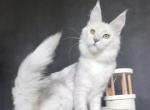 Ulina - Maine Coon Kitten For Sale - 