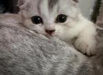 Lala - Scottish Fold Kitten For Sale - Greenville&comma; TX&comma; US