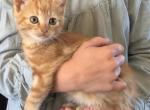 Pumpkin - Domestic Kitten For Sale - Huntly&comma; VA&comma; US