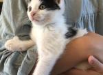 Angel - Domestic Kitten For Sale - Huntly&comma; VA&comma; US