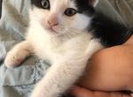 Ghost - Domestic Kitten For Sale - Huntly&comma; VA&comma; US