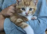 Halloween Kittens - Domestic Kitten For Sale - Huntly&comma; VA&comma; US