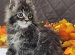 Oliver - Maine Coon Kitten For Sale - IN&comma; US