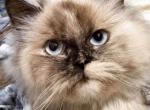 Nadia - Himalayan Cat For Sale - Williamsport&comma; OH&comma; US