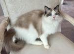 Ragdoll Seal Point Young Adult Female - Ragdoll Cat For Sale/Retired Breeding - Orlando&comma; FL&comma; US