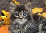 Hazel - Maine Coon Kitten For Sale - IN&comma; US