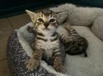 Sabi - Savannah Kitten For Sale - Lutz&comma; FL&comma; US