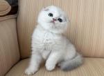 Scottish Fold Silver Chinchilla Male - Scottish Fold Kitten For Sale - Orlando&comma; FL&comma; US