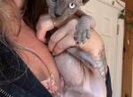 Blue girl - Sphynx Kitten For Sale - 