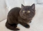 British Shorthair Chocolate Male - British Shorthair Kitten For Sale - Orlando&comma; FL&comma; US