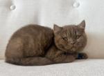 British Shorthair cinnamon Chocolate Male - British Shorthair Kitten For Sale - Orlando&comma; FL&comma; US