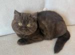 British Shorthair Chocolate young Female - British Shorthair Kitten For Sale - Orlando&comma; FL&comma; US