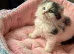 Little Puff - Scottish Straight Kitten For Sale - 