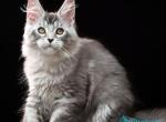 Delicious - Maine Coon Kitten For Sale - Hollywood&comma; FL&comma; US