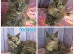 Female blue tortie smoke - Maine Coon Kitten For Sale - Frenchtown&comma; MI&comma; US