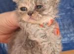 Tica selkirk Rex kittens - Selkirk Rex Kitten For Sale - Woodburn&comma; IN&comma; US