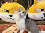Coco - Devon Rex Kitten For Sale - Queens&comma; NY&comma; US