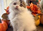 Pumpkin - Scottish Fold Kitten For Sale - Denver&comma; CO&comma; US
