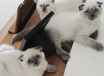 Scottish Fold and Straight Russian Blue Kittens - Scottish Fold Kitten For Sale - Roanoke&comma; TX&comma; US