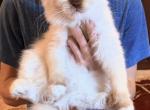 Choco point girl - Ragdoll Kitten For Sale - Williamsport&comma; OH&comma; US