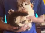 Seal lynx sepia girl - Ragdoll Cat For Sale - Williamsport&comma; OH&comma; US
