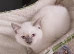 Lilac Point Scottish Straight Russian Blue Male - Scottish Straight Kitten For Sale - 