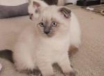 Color Point Scottish Fold Russian Blue Male - Scottish Fold Kitten For Sale - Roanoke&comma; TX&comma; US