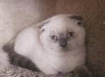 Color Point Scottish Fold Russian Blue Female - Scottish Fold Kitten For Sale - Roanoke&comma; TX&comma; US