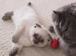 Color Point Scottish Fold Russian Blue Female - Scottish Fold Kitten For Sale - Roanoke&comma; TX&comma; US