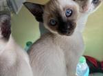 Snows Siamese Seal and Chocolate Points - Siamese Kitten For Sale - Moneta&comma; VA&comma; US