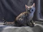 Silver Spotted Male Bengal - Bengal Kitten For Sale - Barrie&comma; Ontario&comma; CA