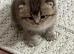Mia - British Shorthair Kitten For Sale - Englewood&comma; CO&comma; US