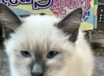 Matthew - Siamese Kitten For Sale - 