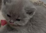 Puffy - British Shorthair Kitten For Sale - Englewood&comma; CO&comma; US