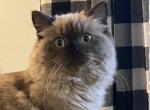 Tinkerbelle - Ragamuffin Kitten For Sale - Salem&comma; OR&comma; US