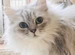 Shayanne - Ragamuffin Cat For Sale - 