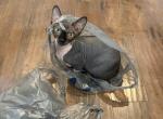 Building An Empire - Sphynx Kitten For Sale - Conway&comma; AR&comma; US