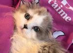 Sweetest love - Scottish Fold Kitten For Sale - 