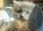 Bluey long hair - American Longhair Kitten For Sale - Catasauqua&comma; PA&comma; US