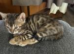 Lizzy Bengal babies - Bengal Kitten For Sale - Vandalia&comma; OH&comma; US
