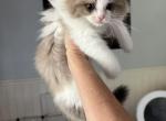 Choco - Ragdoll Kitten For Sale - San Diego&comma; CA&comma; US