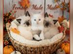 Beautiful Purebred Ragdoll Kittens - Ragdoll Kitten For Sale - Eagan&comma; MN&comma; US