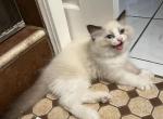 Stellla - Ragdoll Kitten For Sale - 