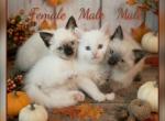 Ragdolls Male and Female - Ragdoll Kitten For Sale - Eagan&comma; MN&comma; US