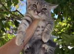 Teo - Scottish Straight Kitten For Sale - New York&comma; NY&comma; US