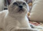 Mario - British Shorthair Kitten For Sale - 