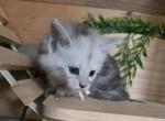 Petra - Maine Coon Kitten For Sale - Upper Sandusky&comma; OH&comma; US