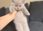 Mazy - British Shorthair Kitten For Sale - Woodland Park&comma; CO&comma; US